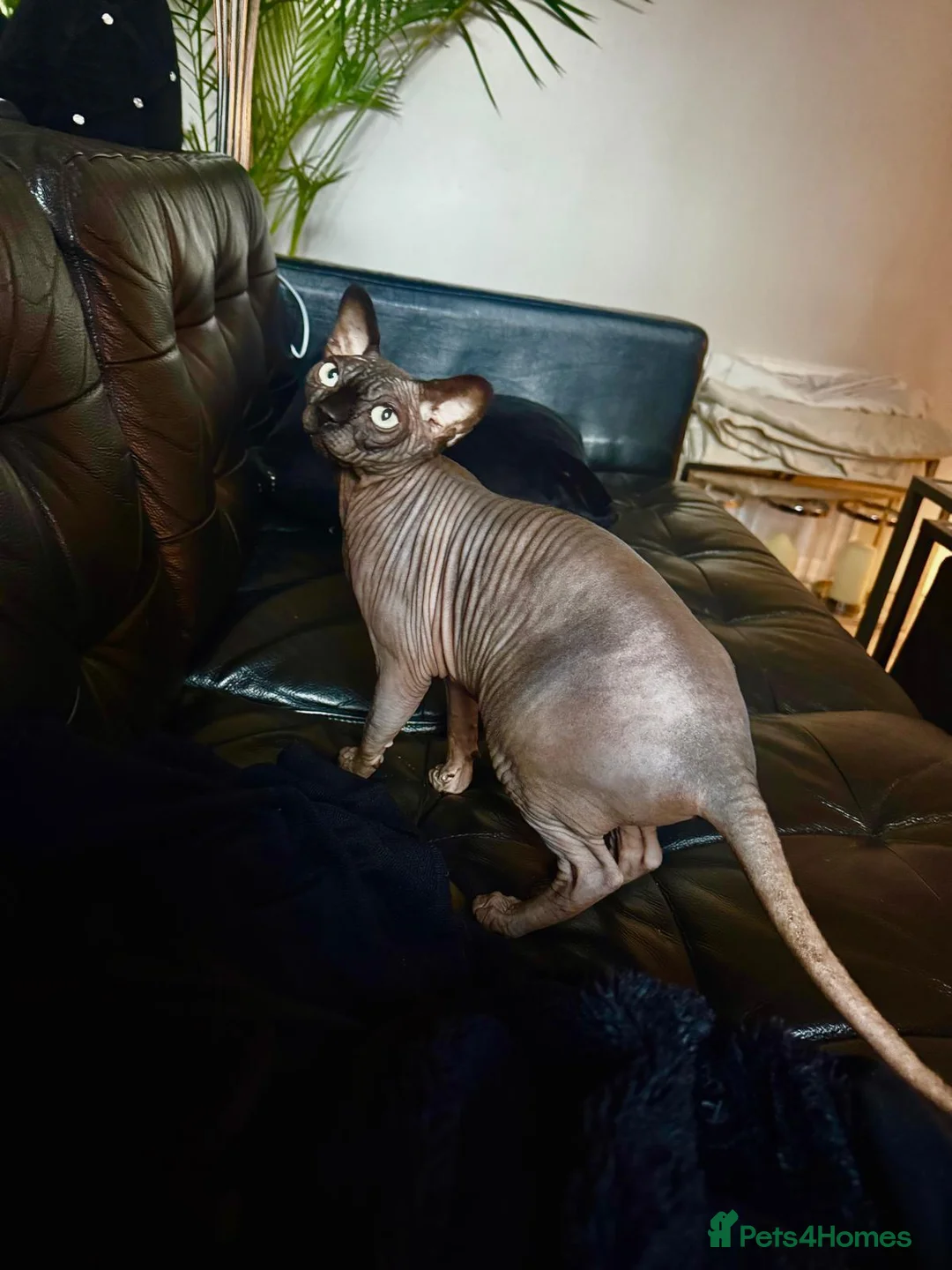 Sphynx cats for sale: 4 years old beautiful girl.  - Advert 8