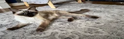 Ragdoll cats for sale: 5 ragdoll kittens - Advert 30