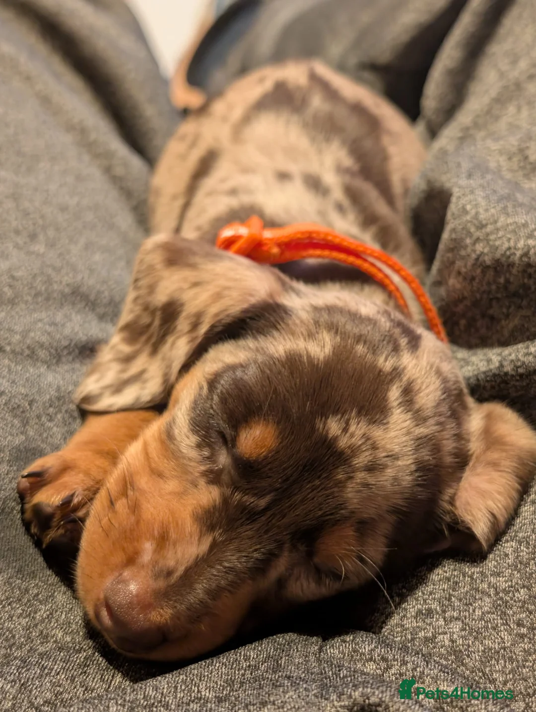 Miniature Dachshund dogs for sale: Miniature Dachshund Ready Now - Advert 35