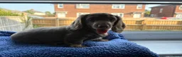 Miniature Dachshund dogs for sale: Molly - Advert 5