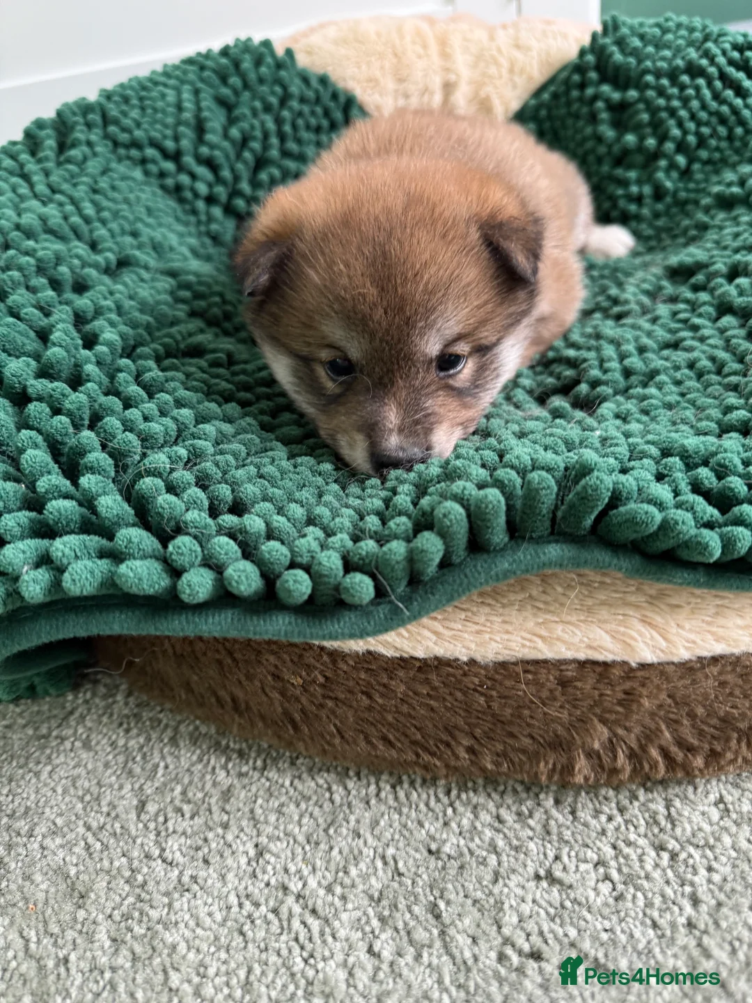 Japanese Shiba Inu dogs for sale: Bonny babies - Advert 3