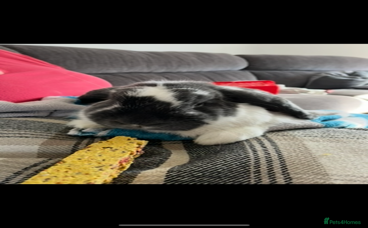 French Lop rabbits - Advert 8