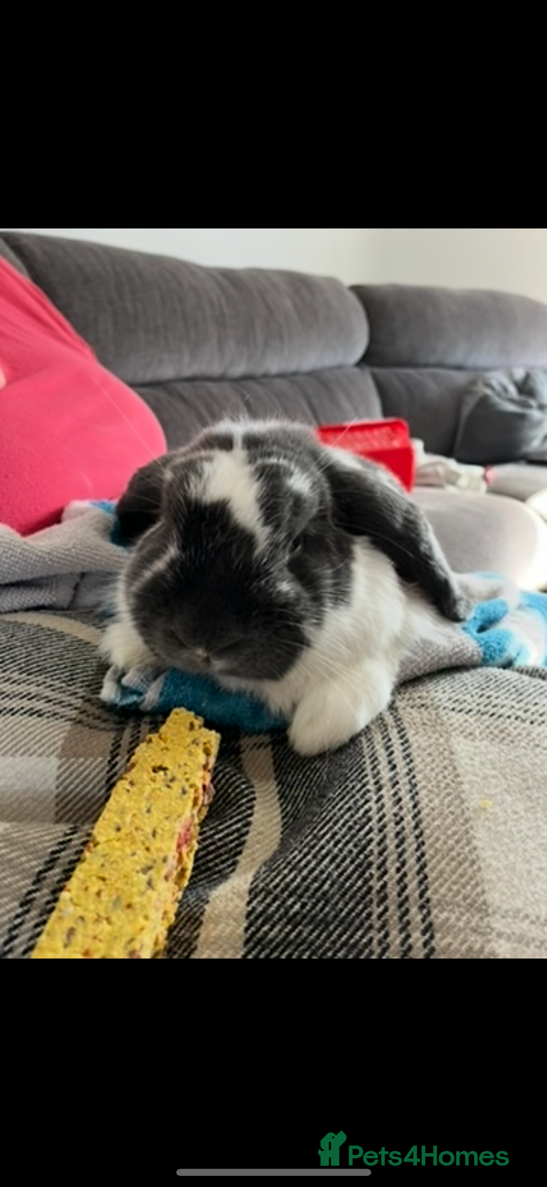 French Lop rabbits for sale: 3 year old vinnie  - Image 1
