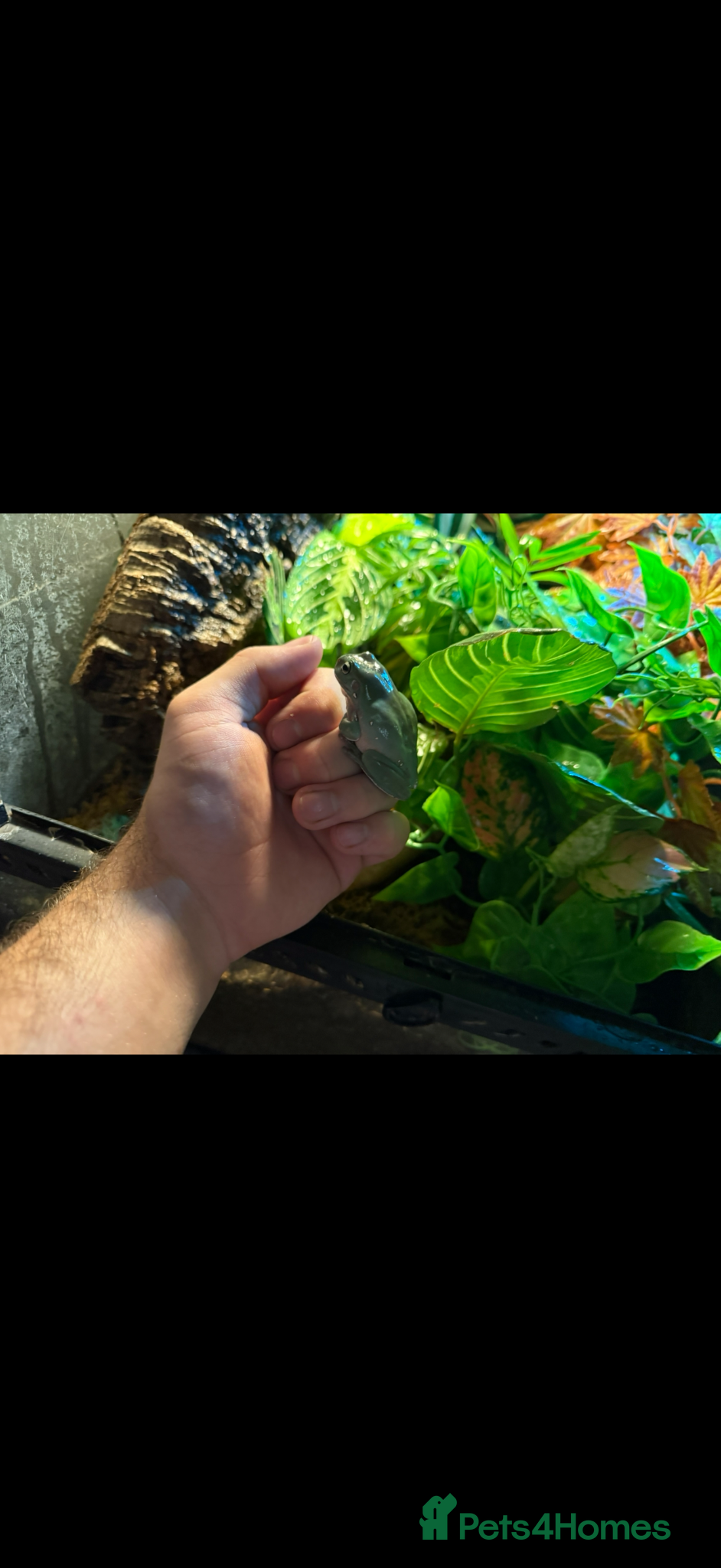 Mixed Breed reptiles King snake and whites tree frogs.(REDUCED) - Advert 2