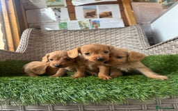 Mixed Breed dogs for sale: Stunning daxiepoos - Advert 17