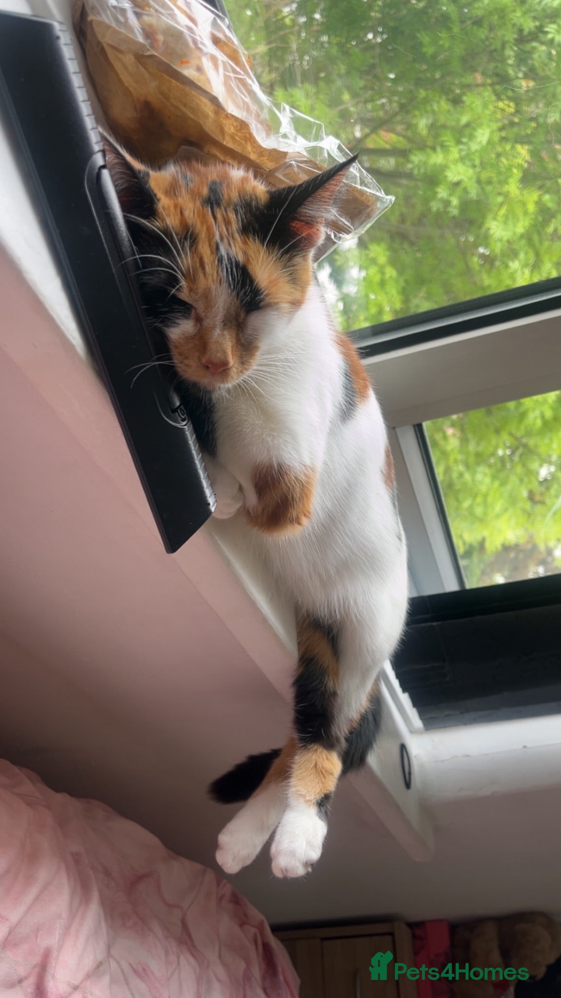 Mixed Breed cats Babies looking for lifetime homes  - Advert 1