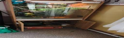 Chameleon reptiles for sale: Chameleon  - Advert 1