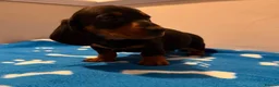 Miniature Dachshund dogs for sale: Pure miniature dachshund pups long and short coat  - Advert 12