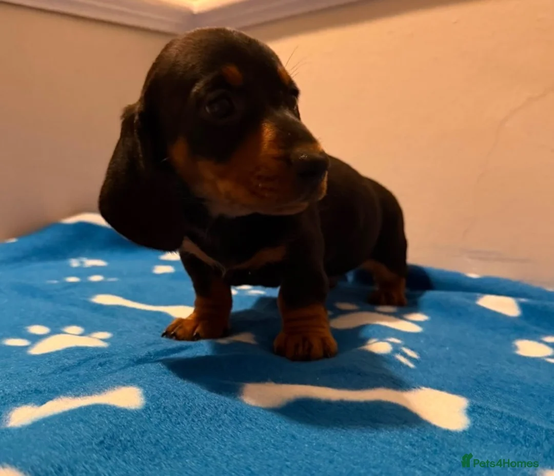 Miniature Dachshund dogs for sale: Pure miniature dachshund pups long and short coat  - Advert 12