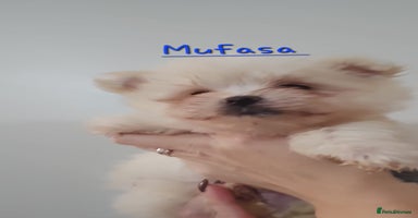 Mixed Breed dogs - Advert 5