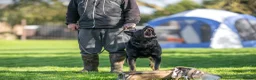 German Shepherd dogs for sale: Top Working Line KC GSD  - Advert 12