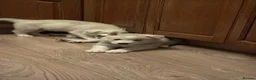 Siberian Husky dogs for sale: Beautiful Siberian husky puppies - Advert 14