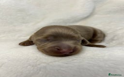 Miniature Dachshund dogs for sale: 🤍🐾 Stunning long haired litter 🐾🤍 - Image 15