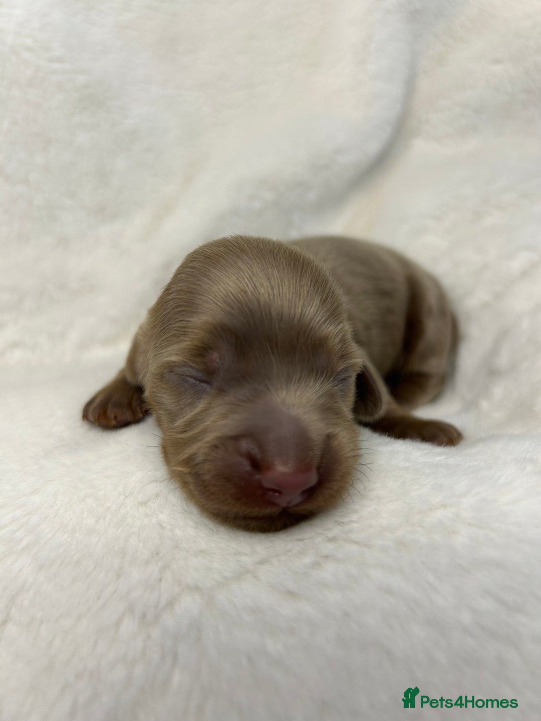 Miniature Dachshund dogs for sale: 🤍🐾 Stunning long haired litter 🐾🤍 - Image 15
