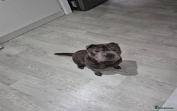 Mixed Breed dogs for sale: Lovable pup - Image 2