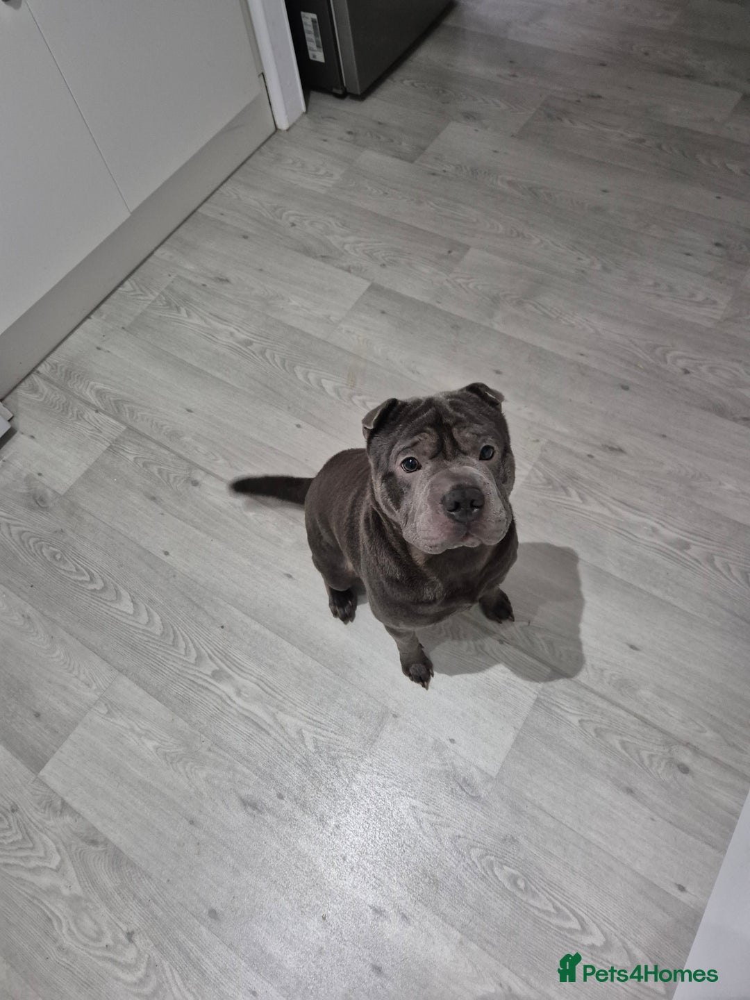 Mixed Breed dogs for sale: Lovable pup - Image 2