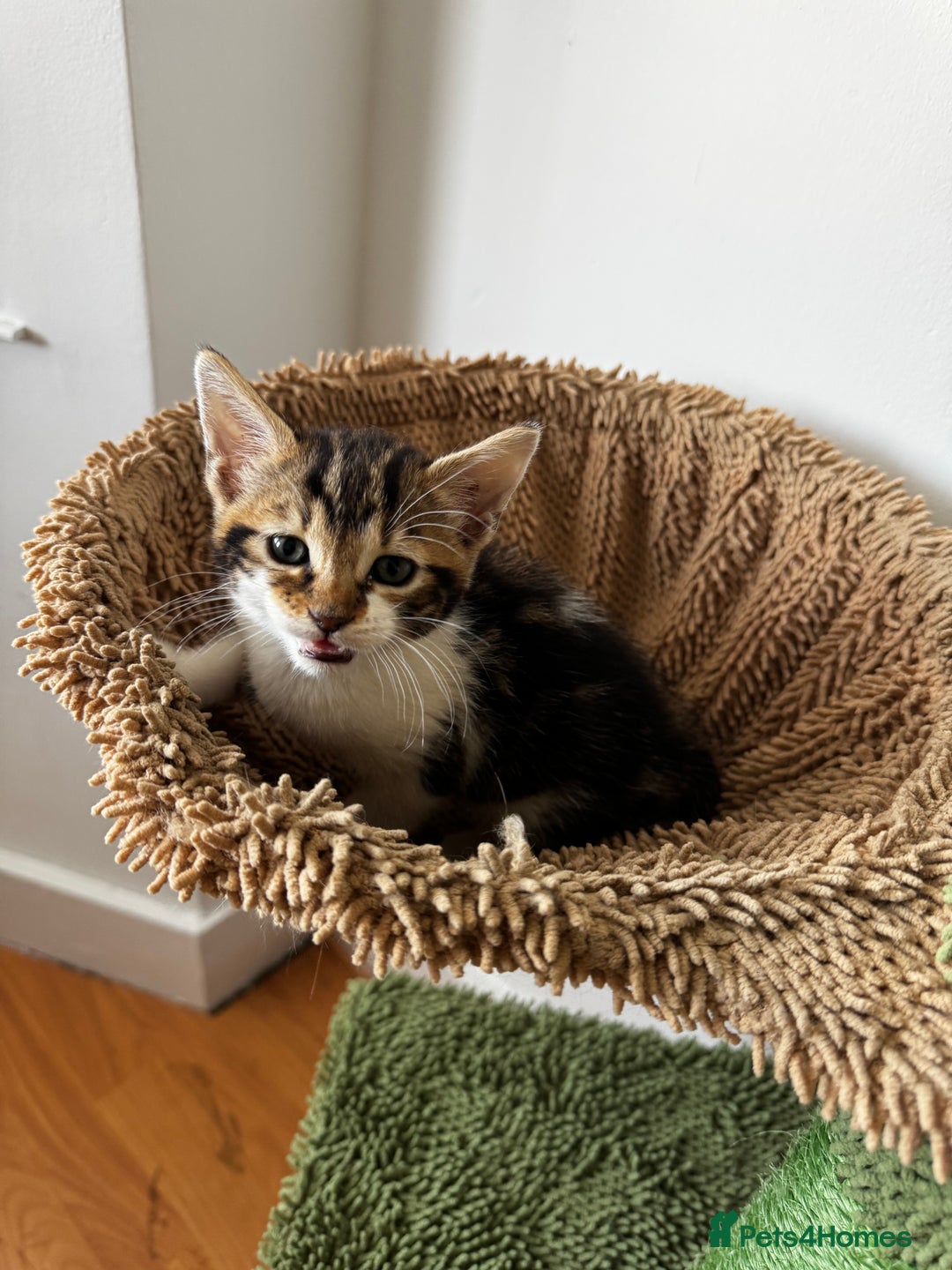 Bengal cats for sale: Mixed Bengal x Tabby - Image 2