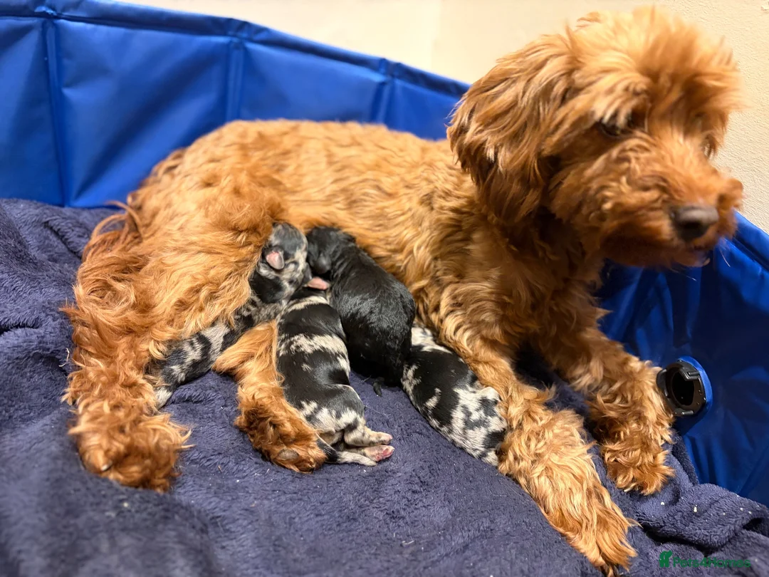Cockapoo dogs for sale: Unique and exquisite pups  - Advert 1