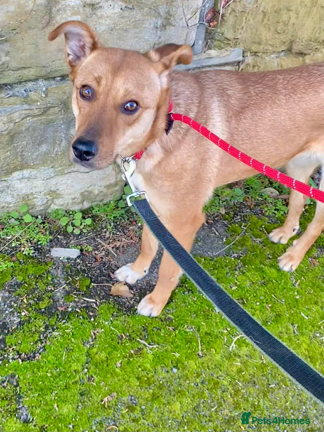 Mixed Breed dogs for adoption: Sandy for adoption in Leigh-on-Sea - Advert 2