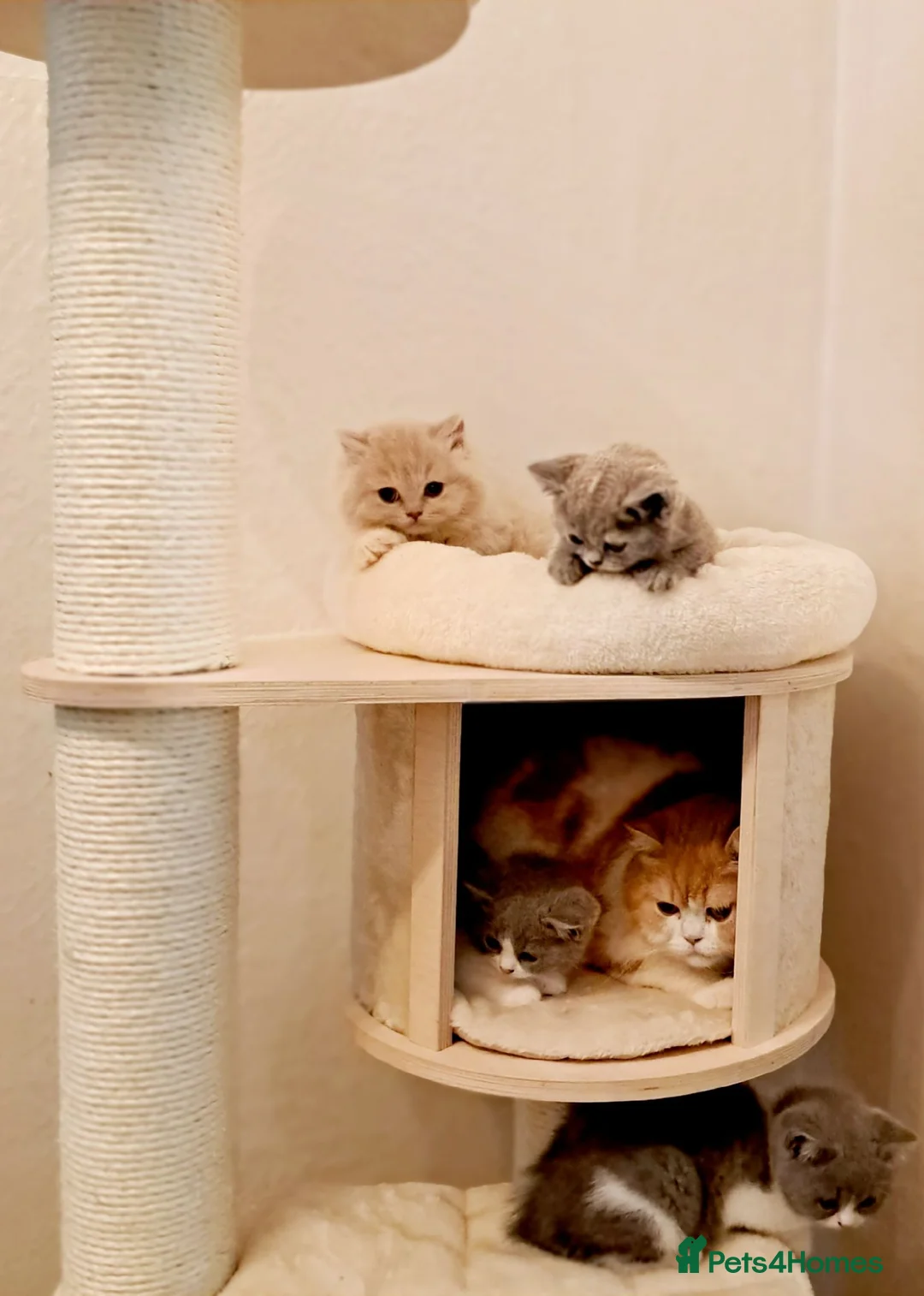 British Shorthair cats for sale: British Shorthair Males & Females in Leicester - Advert 1