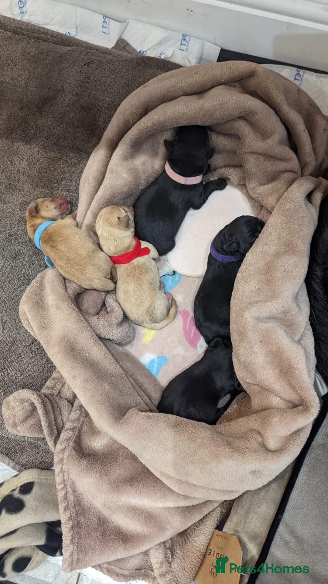 Labrador Retriever dogs for stud: PROVEN KC Health Tested Fox Red Labrador for Stud in Farnborough - Advert 11