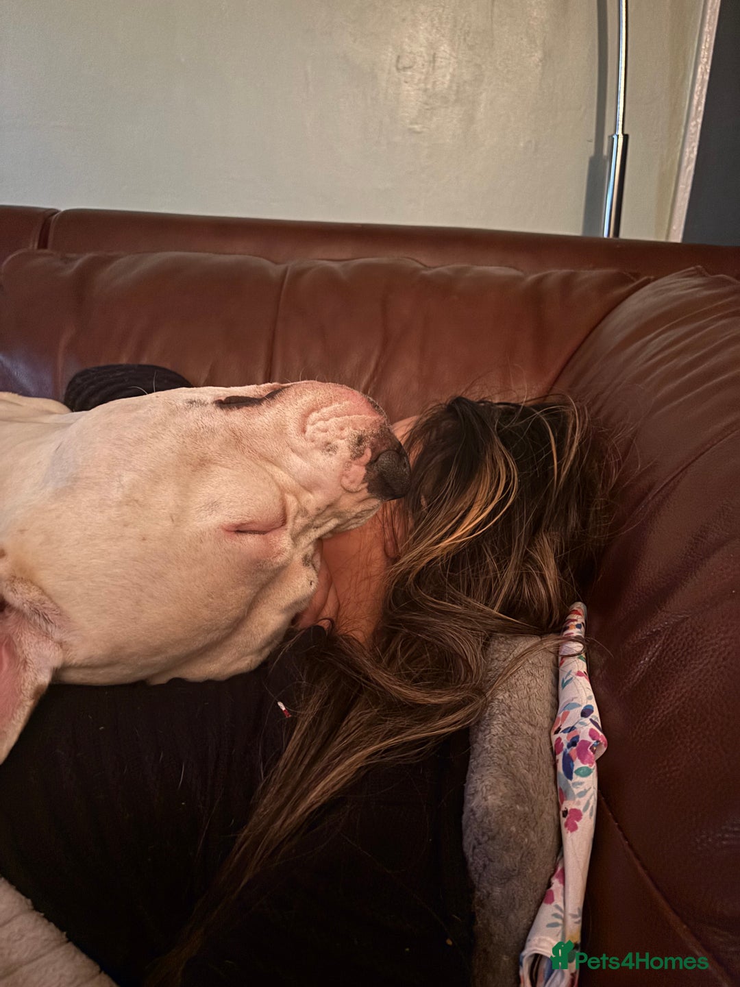 American Bulldog dogs for stud: Classic American bull 🇺🇸  - Image 31