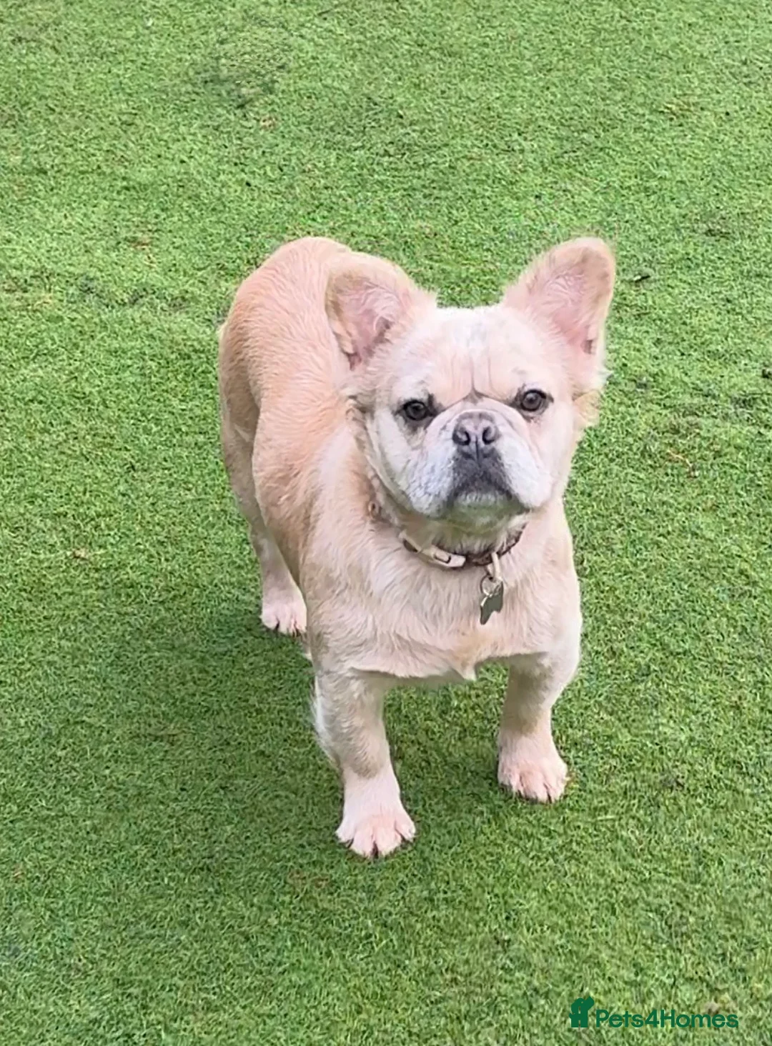 French Bulldog dogs for sale: Blue fawn Merle fluffy female, almost  11 months  - Advert 1