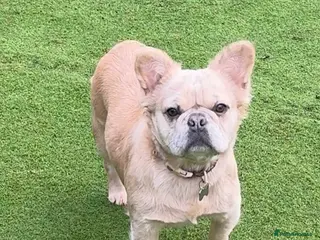 French Bulldog dogs Blue fawn Merle fluffy female, almost 11 months - Advert 1