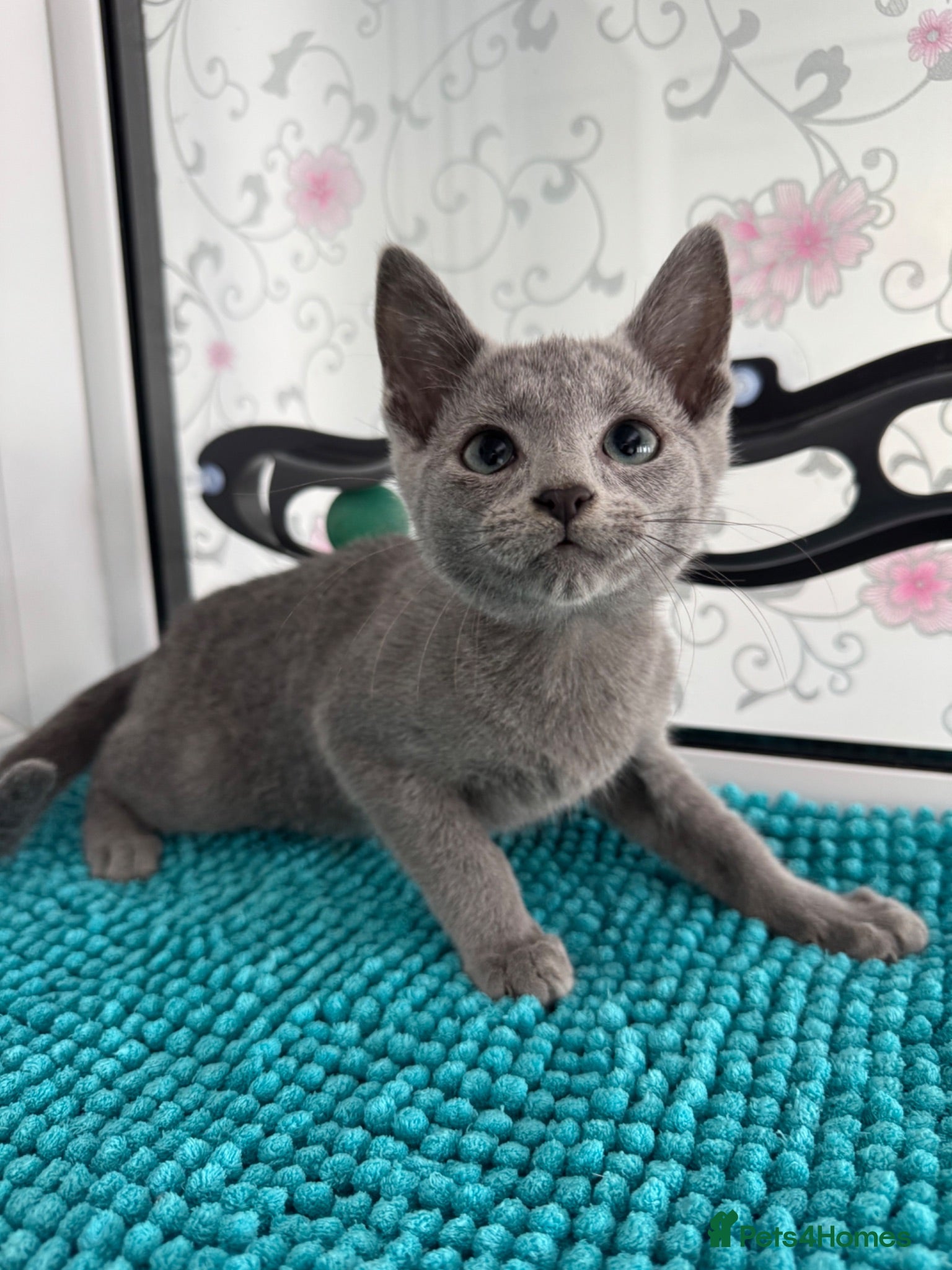 Russian Blue cats TICA active Russian Blue  - Advert 13