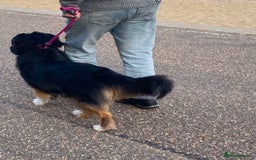 Australian Shepherd dogs for sale: Young Australian Shepherd female dog for sale - Image 5