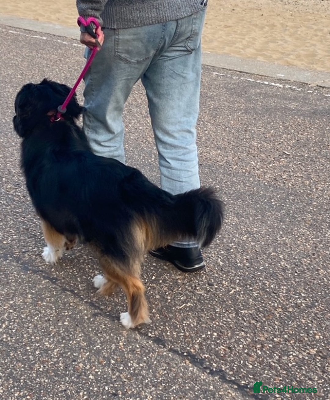 Australian Shepherd dogs for sale: Young Australian Shepherd female dog for sale - Image 5