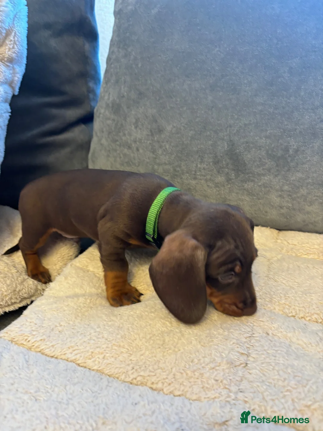 Miniature Dachshund dogs for sale: Miniature dachshund  - Advert 27