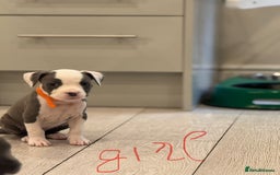 American Bull Staffy dogs for sale: For sale - Image 10