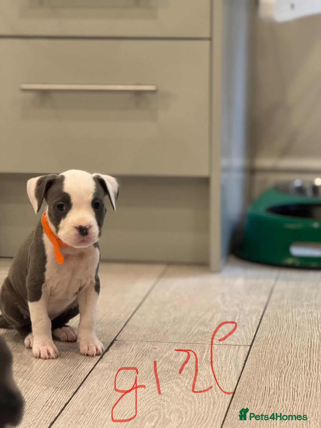 American Bull Staffy dogs for sale: For sale - Image 10