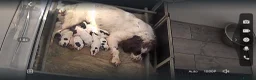 English Springer Spaniel dogs for sale: IrFtch sired springer spaniel puppies  - Advert 5