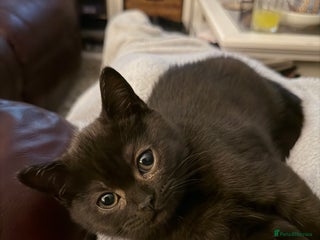 British Shorthair cats Last kitten - Dark Chocolate BSH - Advert 17