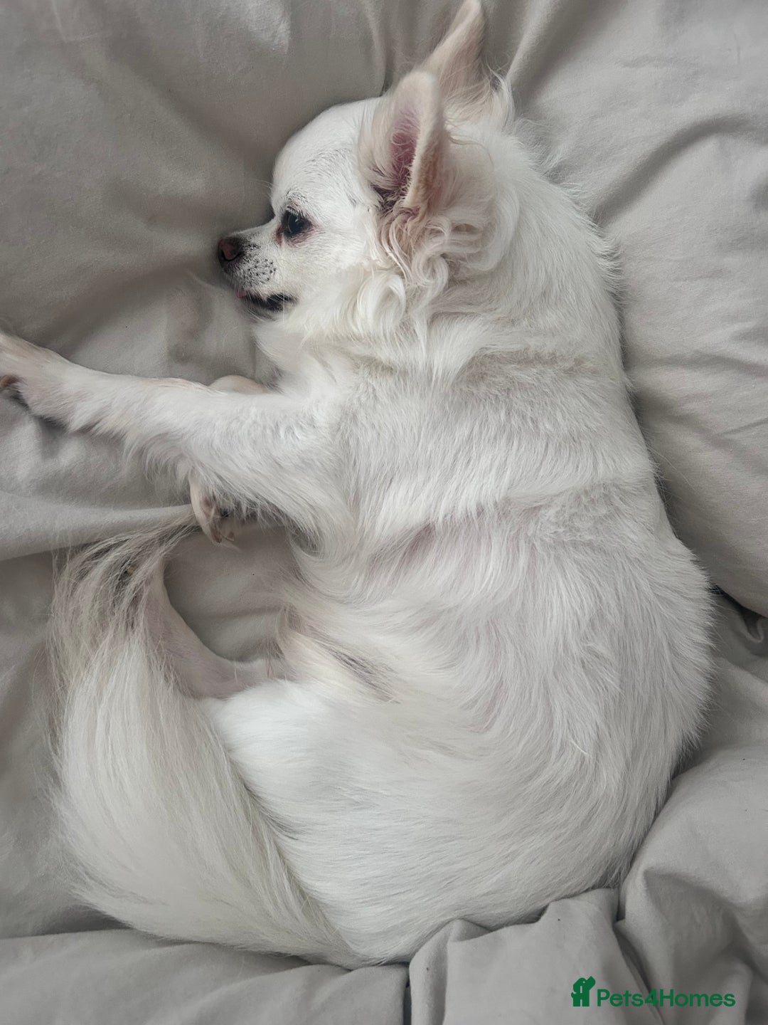 Chihuahua dogs for stud: Chihuahua Stud - Advert 6