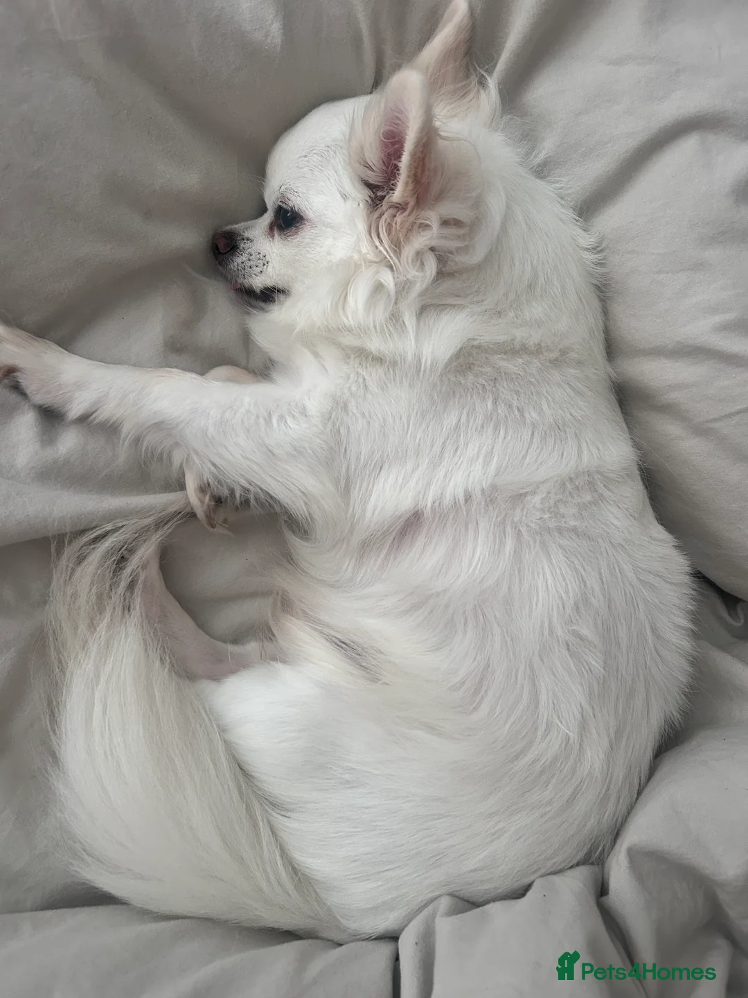 Chihuahua dogs for stud: Chihuahua Stud - Advert 6