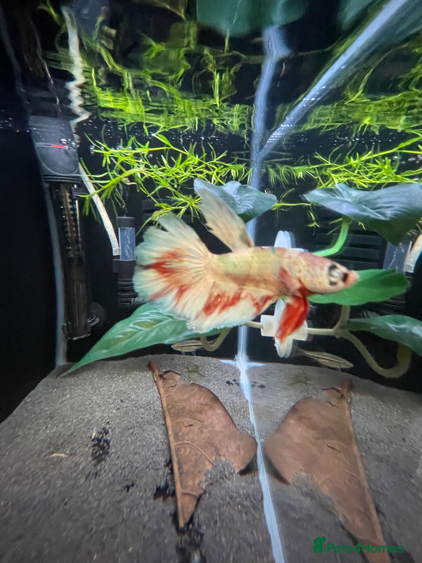 Bettas fish Betta sale!!  - Advert 21