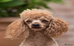 Poodle dogs for stud: Donnajays  5* PROVEN, HEALTH TESTED & PROFESSIONAL in Stafford - Image 2