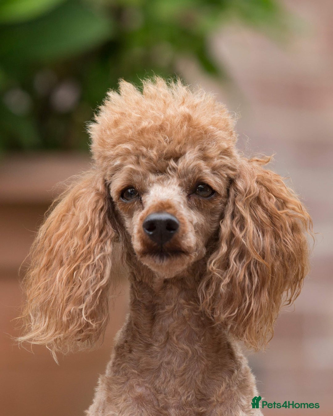 Poodle dogs for stud: Donnajays  5* PROVEN, HEALTH TESTED & PROFESSIONAL in Stafford - Image 2