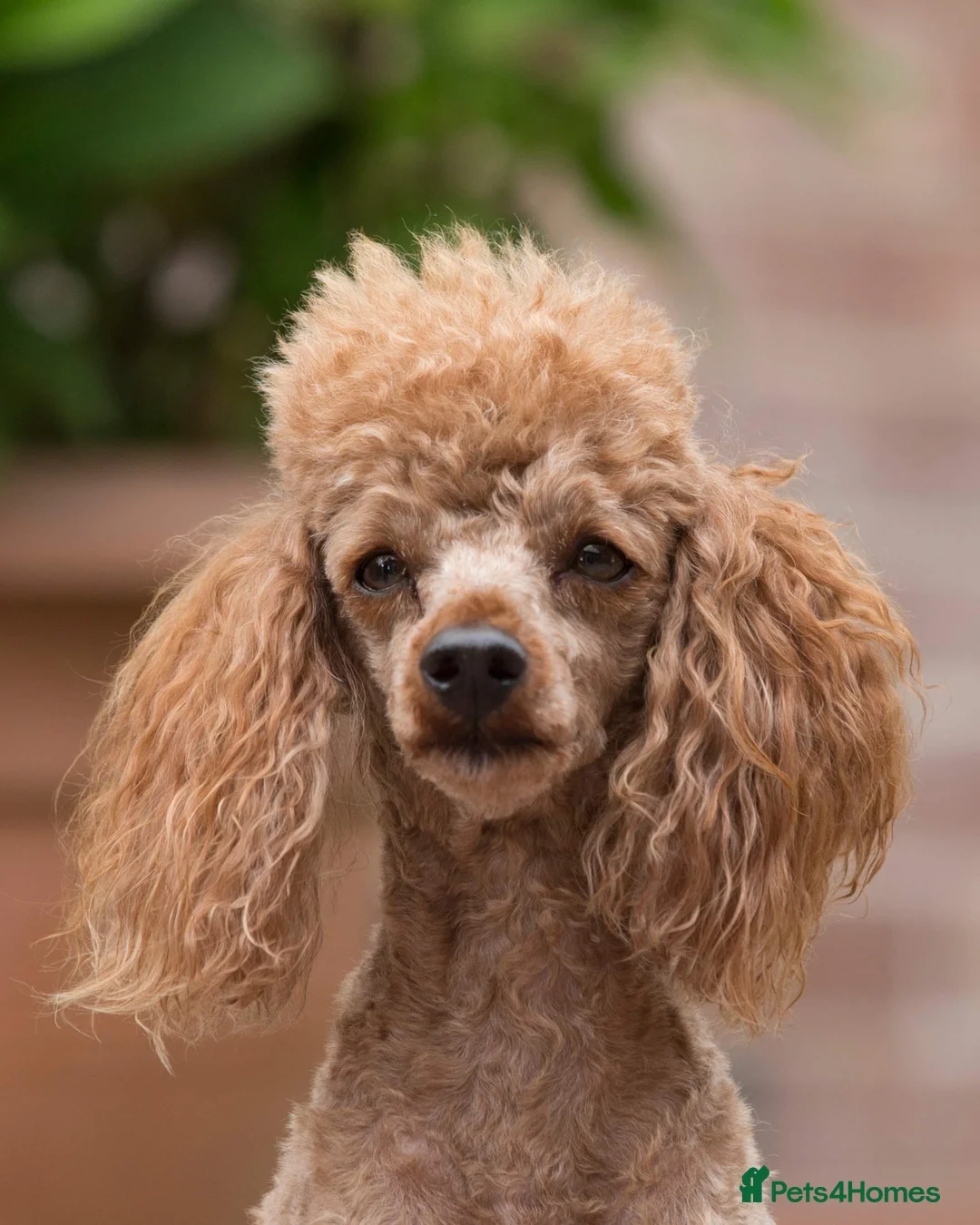 Poodle dogs for stud: Donnajays  5* PROVEN, HEALTH TESTED & PROFESSIONAL in Stafford - Advert 2