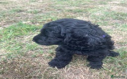 Cockapoo dogs for sale: F1 cockerpoos  - Image 22