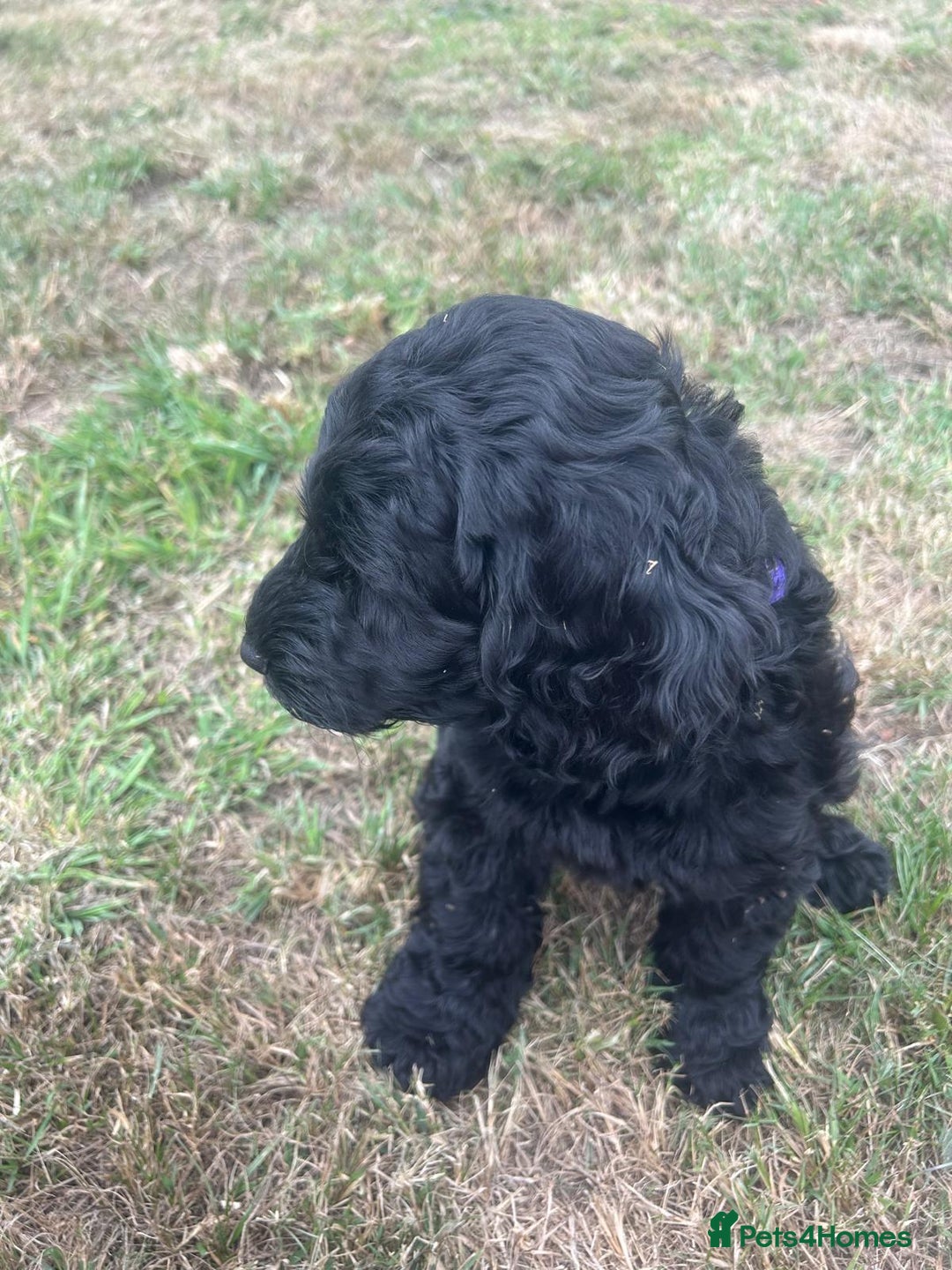Cockapoo dogs for sale: F1 cockerpoos  - Image 22