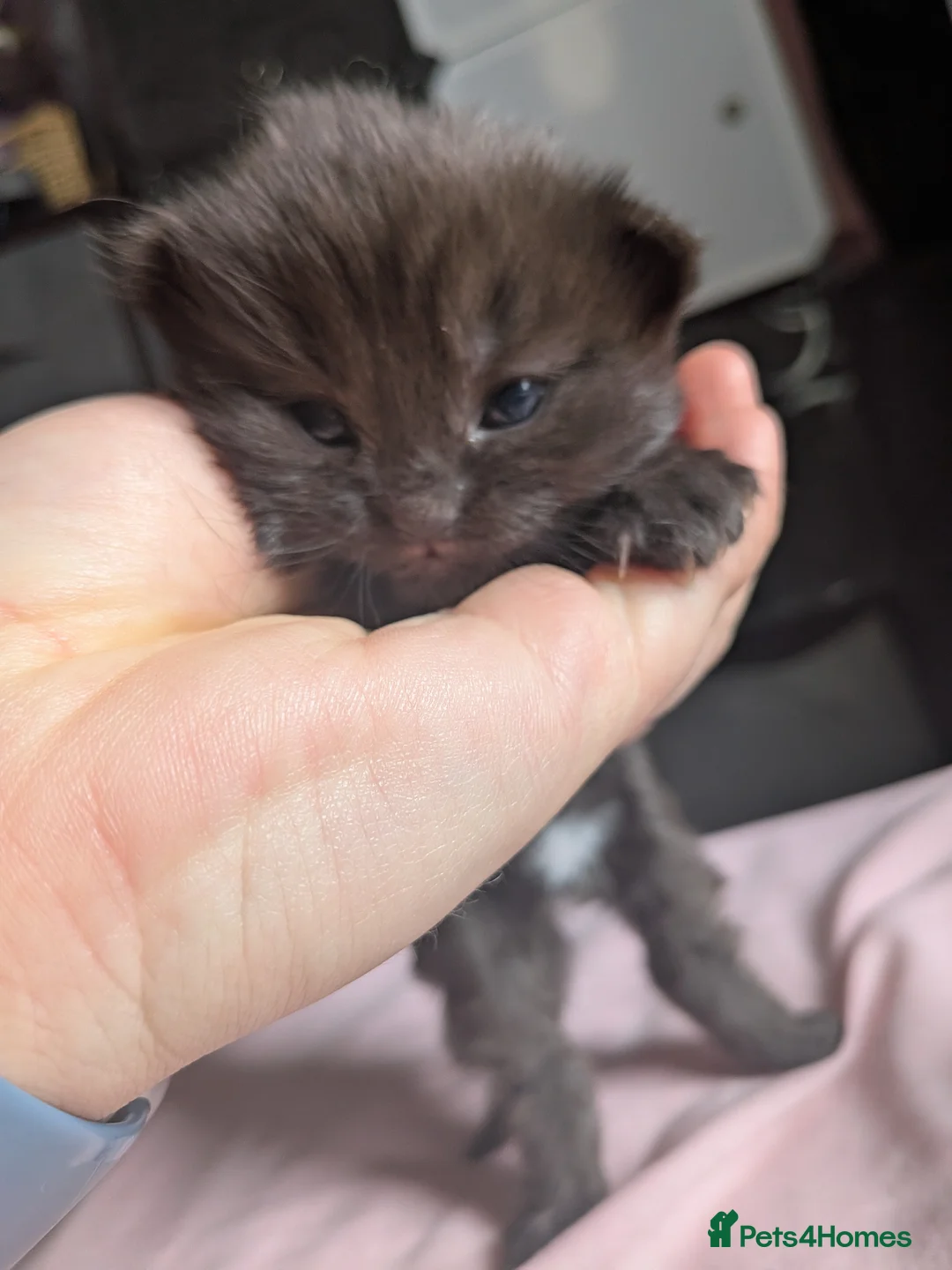 Mixed Breed cats for sale: 4 beautiful kittens up for adoption - Advert 2