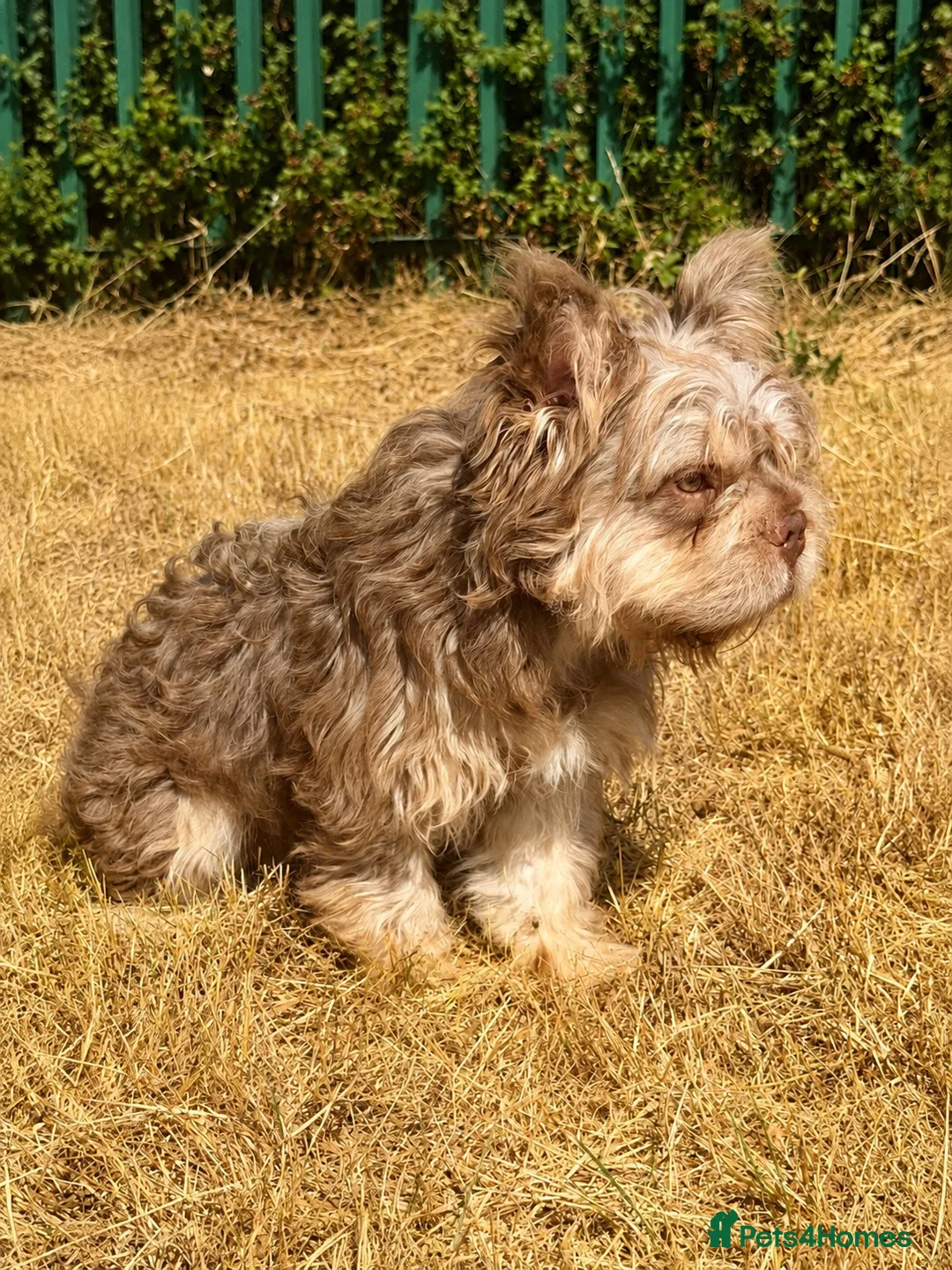 French Bulldog dogs for stud: Isabella and tan floodle carrying pink for stud in Basildon - Advert 2