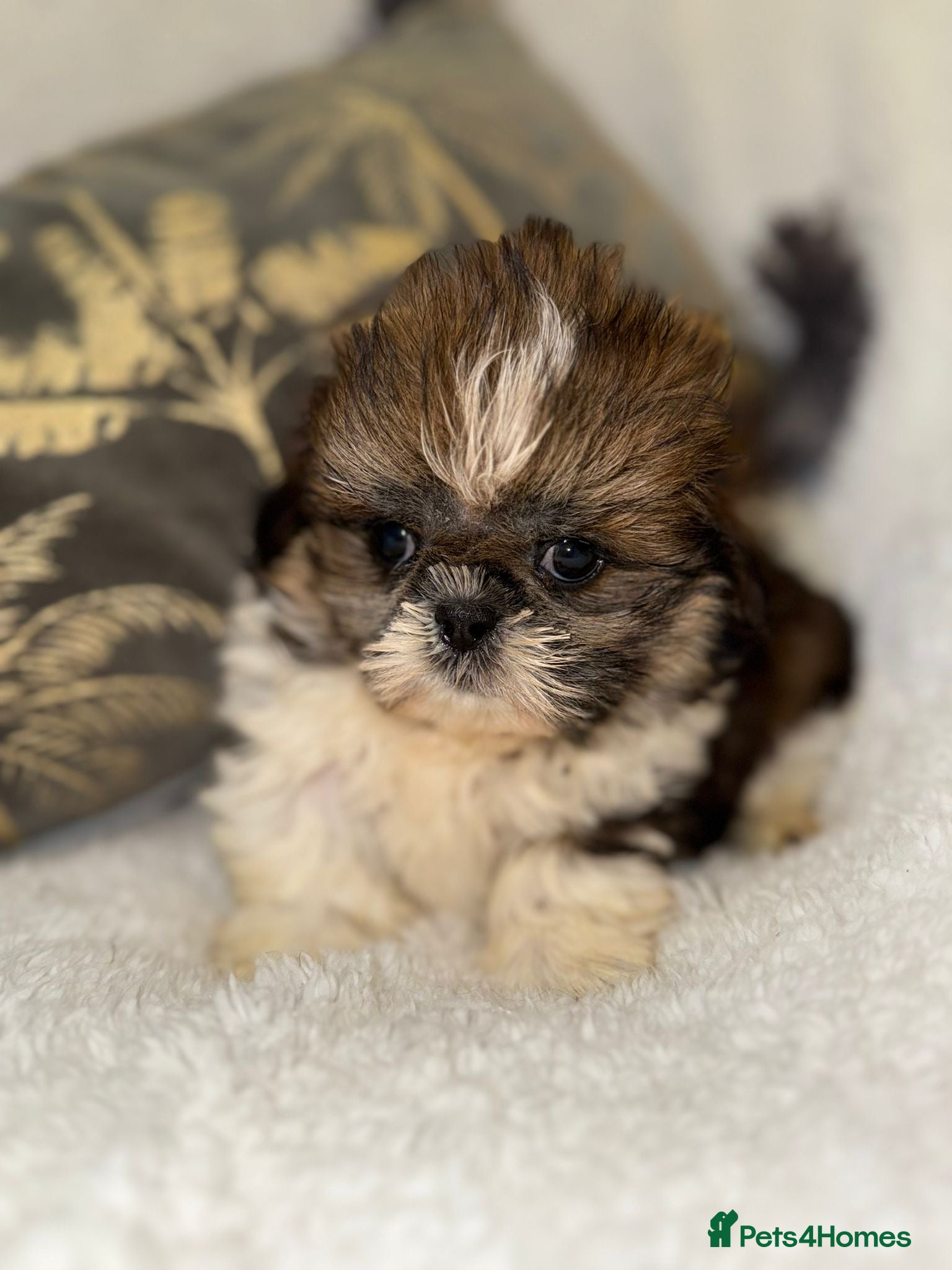 Shih Tzu dogs 🩷 Stunning Tiny KC Shih Tzu Puppies 💙 - Advert 2