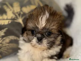 Shih Tzu dogs 🩷 Stunning Tiny KC Shih Tzu Puppies 💙 - Advert 1