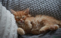 Mixed Breed cats for sale: Gorgeous Ginger Kittens - Image 7