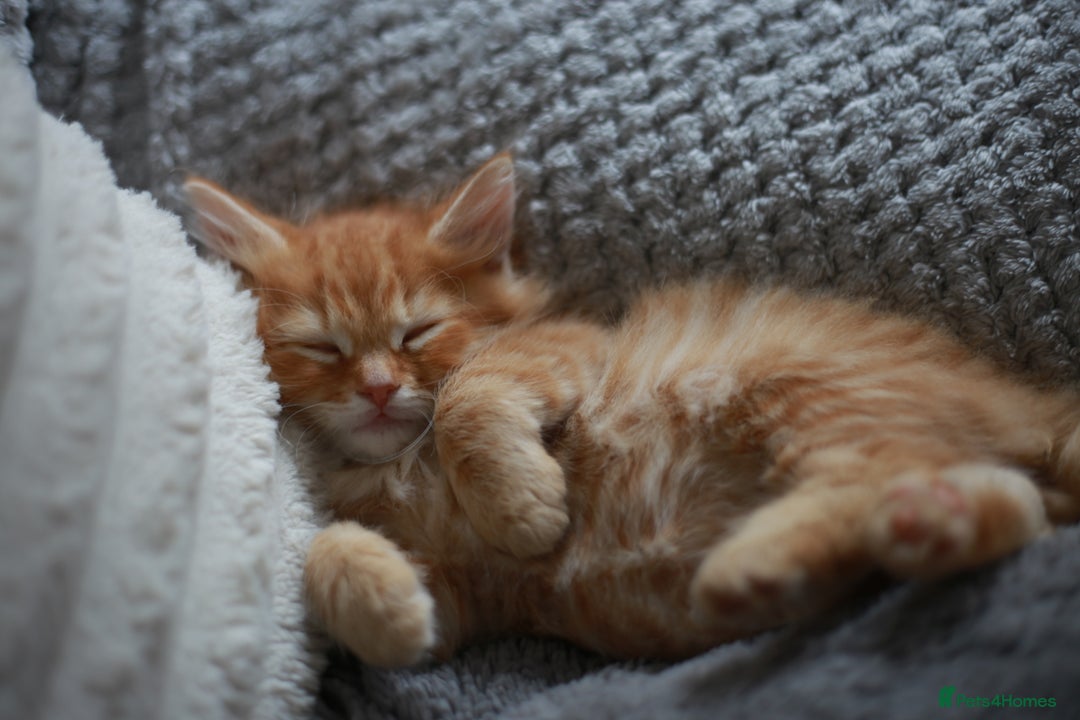 Mixed Breed cats for sale: Gorgeous Ginger Kittens - Image 7